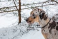 Catahoula Leopard Dog Royalty Free Stock Photo