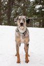 Catahoula Leopard Dog Royalty Free Stock Photo