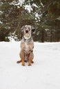 Catahoula Leopard Dog