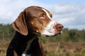 Catahoula leopard dogs Royalty Free Stock Photo