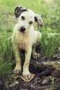 Catahoula leopard puppy dog Royalty Free Stock Photo