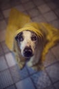 Catahoula - Louisiana leopard dog after bath. Wet dog looks sad from under the towel. I don`t want to take a bath. Sweet lovely pe Royalty Free Stock Photo