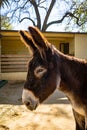 Catalan donkey Equus africanus asinus in zoo Barcelona Royalty Free Stock Photo