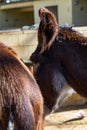 Catalan donkey Equus africanus asinus in zoo Barcelona Royalty Free Stock Photo