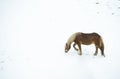 Catalan horse of the pyrenees grazing on top of a snowy field