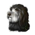 Catalan Sheepdog dog breed isolated on white background digital art illustration. Breed of Catalan Pyrenean dog used as sheepdog.