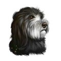 Catalan Sheepdog dog breed isolated on white background digital art illustration. Breed of Catalan Pyrenean dog used as sheepdog.