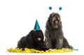 Catalan sheepdogs wearing party hats, panting,