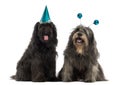 Catalan sheepdogs wearing party hats, panting,