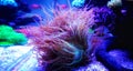 Elegance LPS coral - Catalaphyllia Jardinei Royalty Free Stock Photo