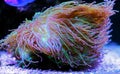 Elegance LPS coral - Catalaphyllia Jardinei Royalty Free Stock Photo