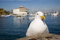 Catalina casino and seagull Royalty Free Stock Photo