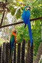 Catalina macaw and Blue-and-gold macaw on the cage