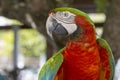 Catalina Macaw