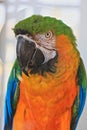 Catalina Macaw crossbreed hybrid parrot bird