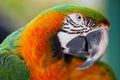 Catalina Macaw Royalty Free Stock Photo