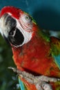 Catalina macaw