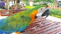 A catalina macaw or rainbow macaw standing in its cage at a a tourist spot