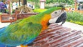 A catalina macaw or rainbow macaw standing in its cage at a a tourist spot