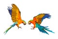 Catalina parrot and Harlequin macaw flying isolated on white background. Royalty Free Stock Photo