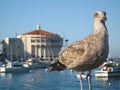 Catalina Seagull and Casino Royalty Free Stock Photo