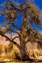 Catalina State Park, Arizona Royalty Free Stock Photo