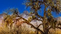 Catalina State Park, Arizona Royalty Free Stock Photo