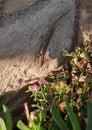 Catalonian Wall Lizard