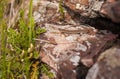 Catalonian Wall LIzard basking on rocks