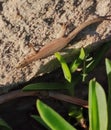 Catalonian Wall Lizard