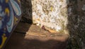 Catalonian Wall lizard basking on flat stones