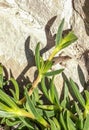 Catalonian wall lizard