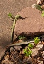 Catalonian wall lizard on a rock