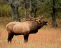 Cataloochee Elk