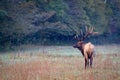 Cataloochee male elk with large rack