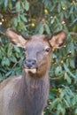 Cataloochee NC Smoky Mountain Elk facing camera Royalty Free Stock Photo