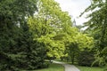 Catalpa bignonioides `Aurea` in a park Royalty Free Stock Photo