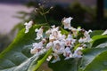 Catalpa bignonioides flowers, also known as southern catalpa Royalty Free Stock Photo