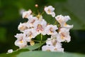 Catalpa bignonioides flowers, also known as southern catalpa Royalty Free Stock Photo