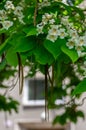 Catalpa bignonioides indian-bean-tree medium sized deciduous ornamental flowering tree, branches with white flowers in bloom Royalty Free Stock Photo