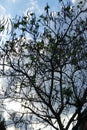 Catalpa bignonioides with long siliculose fruits in May. Berlin, Germany Royalty Free Stock Photo