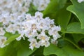 Catalpa bignonioides medium sized deciduous ornamental flowering tree, branches with groups of white cigartree flowers Royalty Free Stock Photo