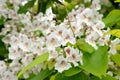 Catalpa Bignonioides Royalty Free Stock Photo