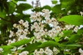 Catalpa blooming spring, macro Royalty Free Stock Photo
