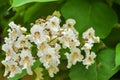 Catalpa blooming spring, macro Royalty Free Stock Photo