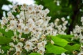 Catalpa blooming spring, macro Royalty Free Stock Photo
