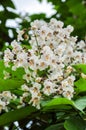 Catalpa blooming spring, macro Royalty Free Stock Photo