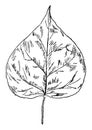 Catalpa Leaf vintage illustration