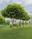 Catalpa. Ornamental trees in the park Royalty Free Stock Photo