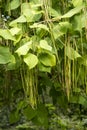 Beans and laeves of Catalpa x erubescens